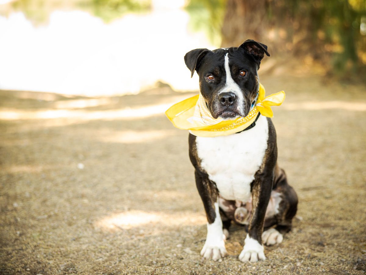 Adopt a Friend: Oswald